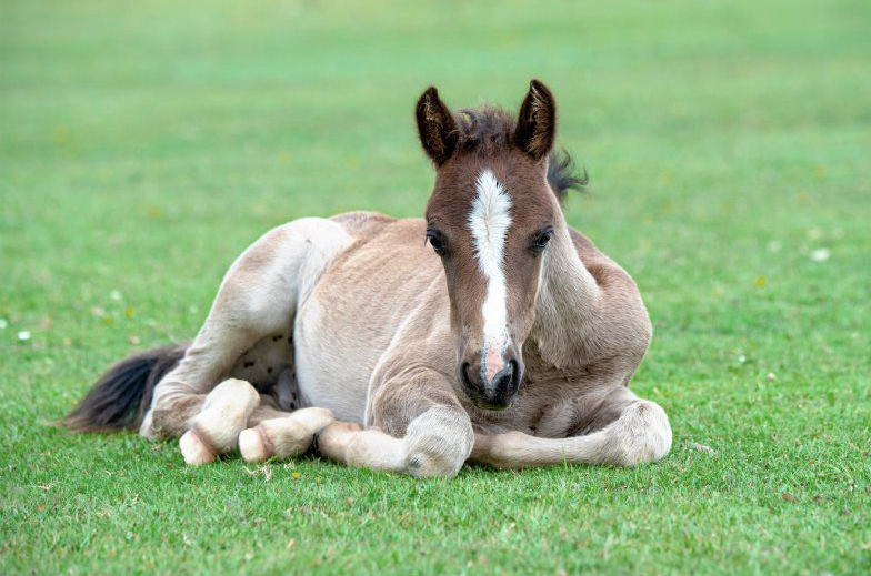 Florida Well Adjusted Animals - servicing Jupiter, Florida 